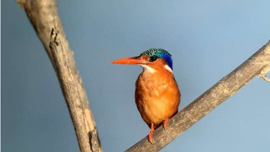 Malachite Kingfisher